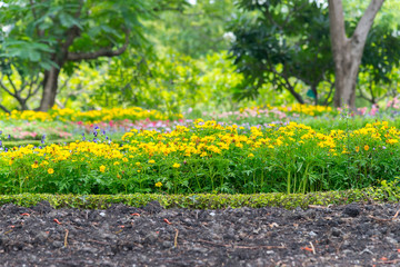 Yellow flower Field / Meadow with calendula flowerbed decoralate