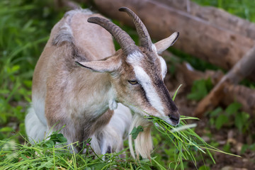 Adult village goat