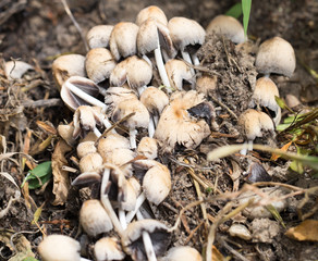 inedible mushrooms in nature