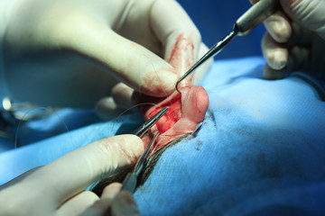 Stitching Ear Tissues
