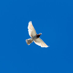 One pigeon in flight against a blue sky