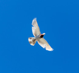 One pigeon in flight against a blue sky