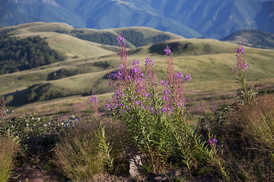 Stara Planina Mountain In Serbia