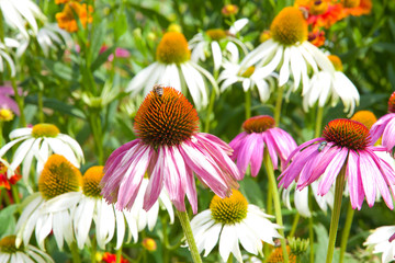 Blumen am Schliersee