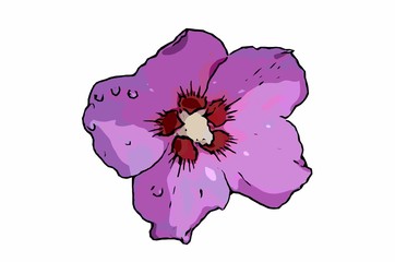 Eine Zeichnung von einer lila Hibiskus Blüte. © xana69