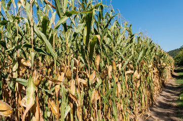 ripe corn growing in the field