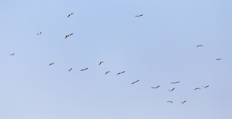 a flock of seagulls against a blue sky