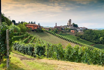 Vineyard in medieval town