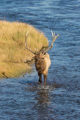 Fototapeta premium Bull Elk in River