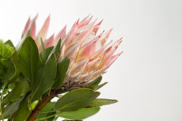 Protea