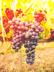 bunches of red grapes on vine in warm light