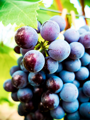 Grains of grape