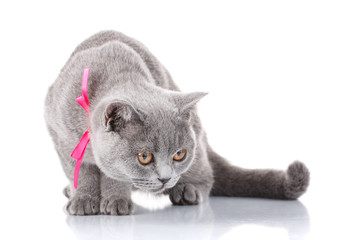 grey Scottish Fold cat with pink ribbon sitting on white