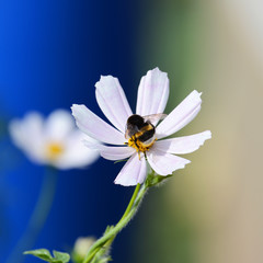 Obraz premium Bumblebee and white cosmos flowers on a colored background