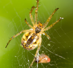 water droplets on a spider web with spider in nature