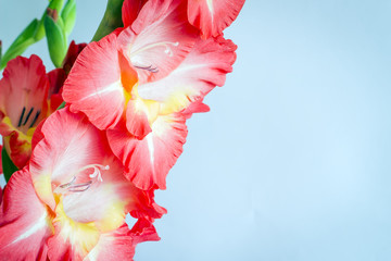 Beautiful gladiolus flowers on a blue background. isolated