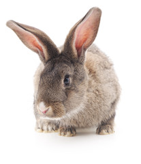 Brown bunny.