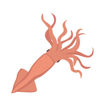 calamar sea animal