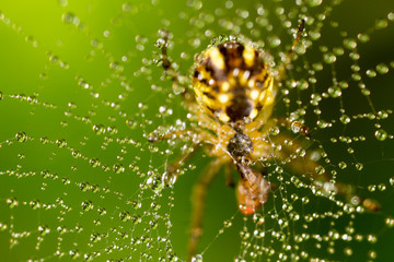 water droplets on a spider web with spider in nature