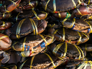 crab sea at market seafood