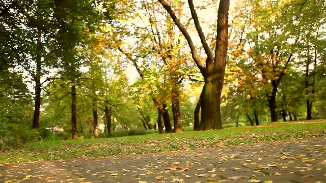 woman riding on bike in autumn setting– hd video