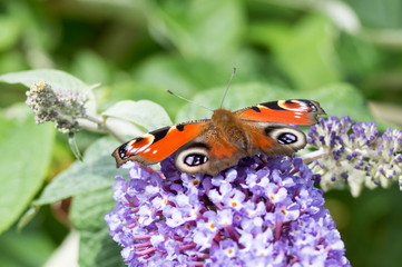European Peacock butterfly on Buddleia flower
