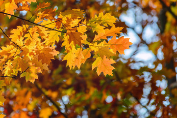 Naklejka na ściany i meble autumn yellow leaves blurred background of trees