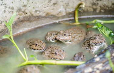 Common Thai frog in farm, Thailand
