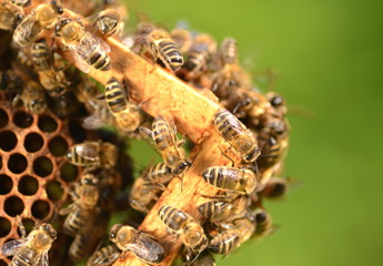 Pszczoły plastrze w pasiece © Darios