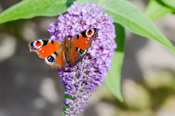 European Peacock butterfly on Buddleia flower