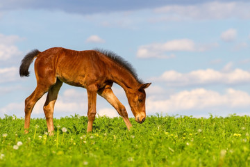 Little cute colt walk on spring  pasture © callipso88