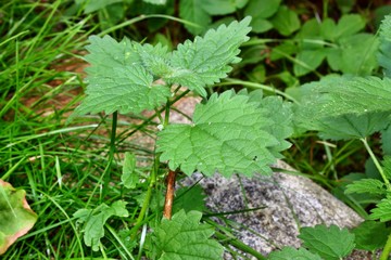Common nettle, urtica dioica