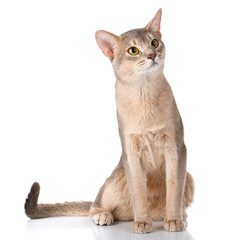 Redhead cat abyssyn siting front isolatet on white
