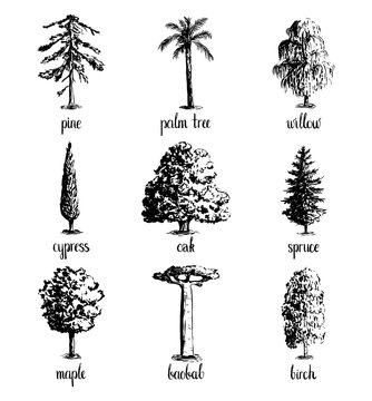 Set of hand drawn tree sketches - oak, palm tree, willow, pine, cypress, baobab, birtch maple spruce