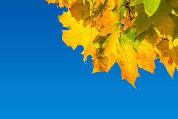 Autumn leaves background. Back to school. Yellow leaves and blue sky background. Autumn Fall season.