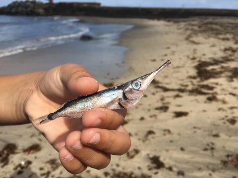 Peque&ntilde;o pez trompeta varado