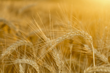 Fototapeta premium Closeup on golden wheat