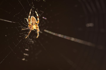 macro spider on the web