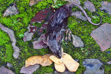 Dead big rat and spilled  peels the potatoes