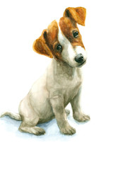 Watercolor Jack Russell Terrier puppy on white background