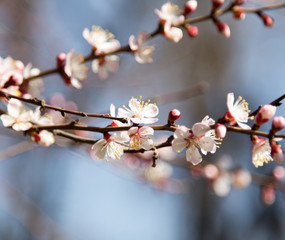 flowers on the tree against the blue sky