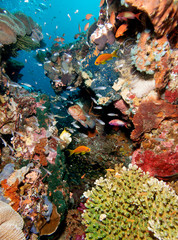 Fototapeta na wymiar Rich marine life on the coral reef.