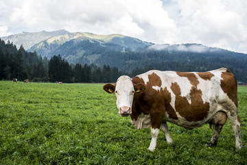 Fototapeta na wymiar Cow at the Seekaralm in Austria near the Achensee looking inside the Camera