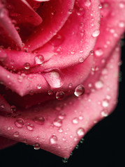 Closeup on Center of Beautiful pink Rose © serkucher
