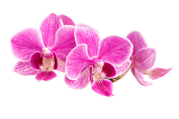 Obraz na płótnie Canvas branch of pink orchids isolated on a white background