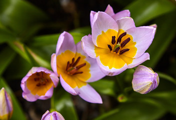 Beautiful yellow-violet flowers in the garden