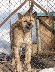 angry dog behind a fence