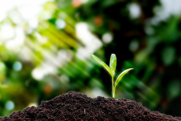 little plant seedling growing .