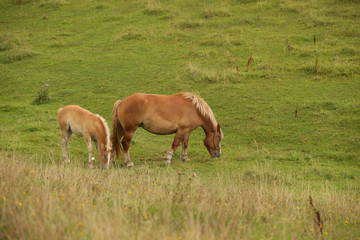 Fototapeta premium farm landscape in Poland - horse family with little horse on the fields with grass
