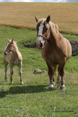 Fototapeta premium farm landscape in Poland - horse family on the fields